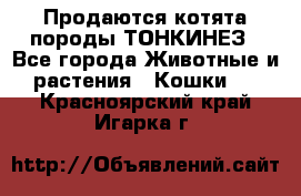 Продаются котята породы ТОНКИНЕЗ - Все города Животные и растения » Кошки   . Красноярский край,Игарка г.